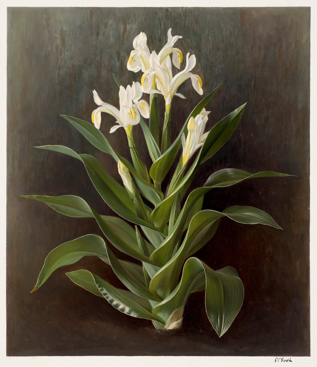 Iris willmottiana alba (olej na papíře) od Raymond Booth