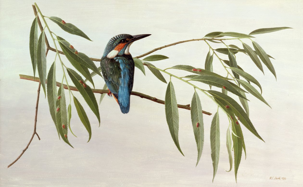 Kingfisher od Raymond Booth