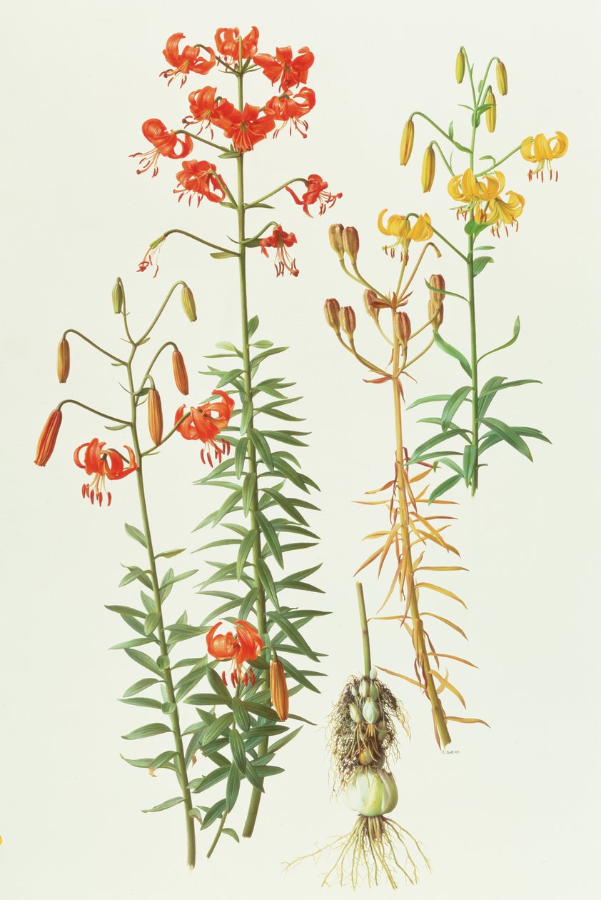 Lilium amabile od Raymond Booth