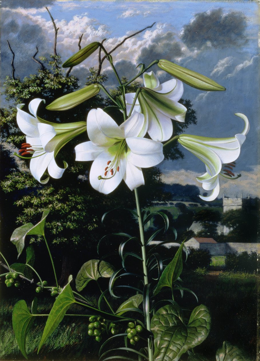 Lilium Emerald, asi 1959 (olej na desce) od Raymond Booth