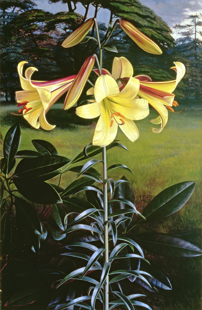 Lilium Golden Clarion od Raymond Booth