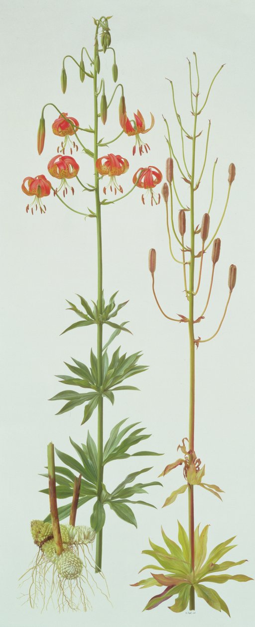 Lilium Pardalinum od Raymond Booth