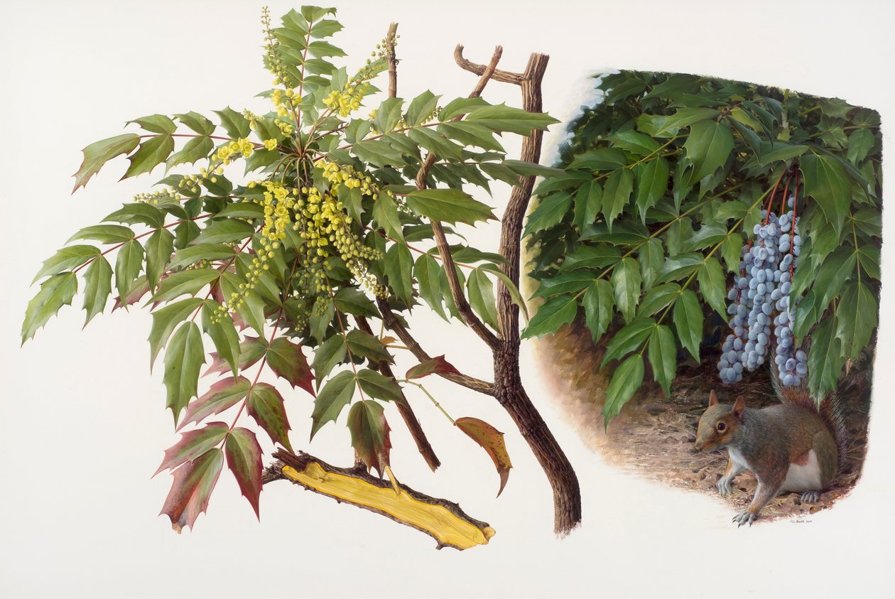 Mahonia japonica, 2008 (olej na papíře) od Raymond Booth