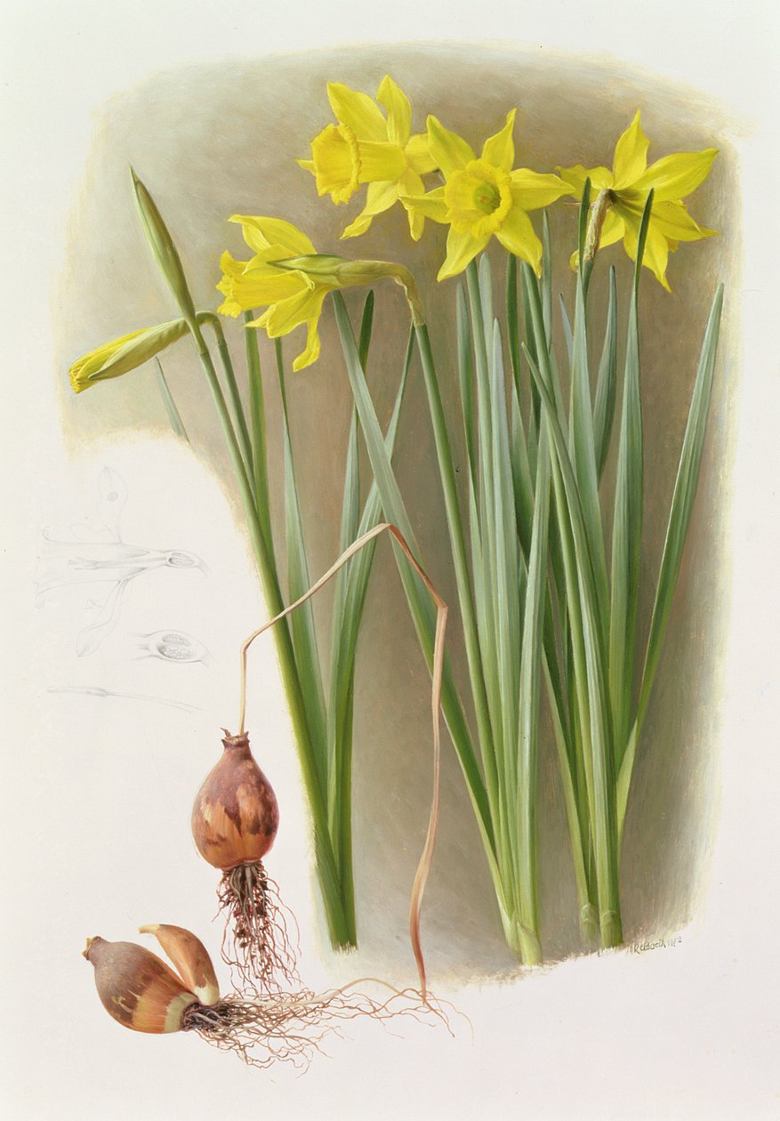 Narcissus Hispanicas Bujei od Raymond Booth