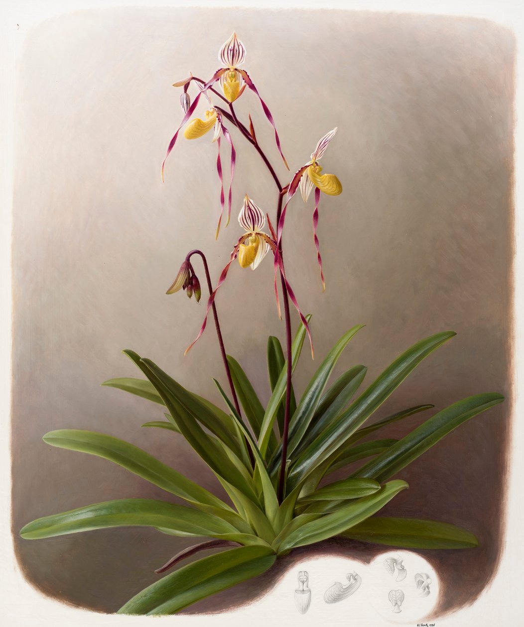 Orchidej od Raymond Booth