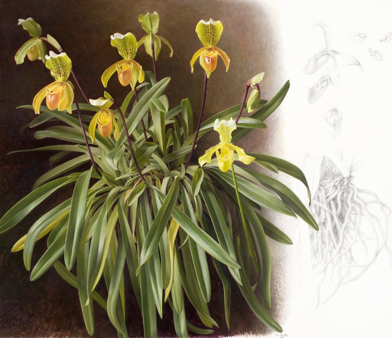 Orchideje od Raymond Booth