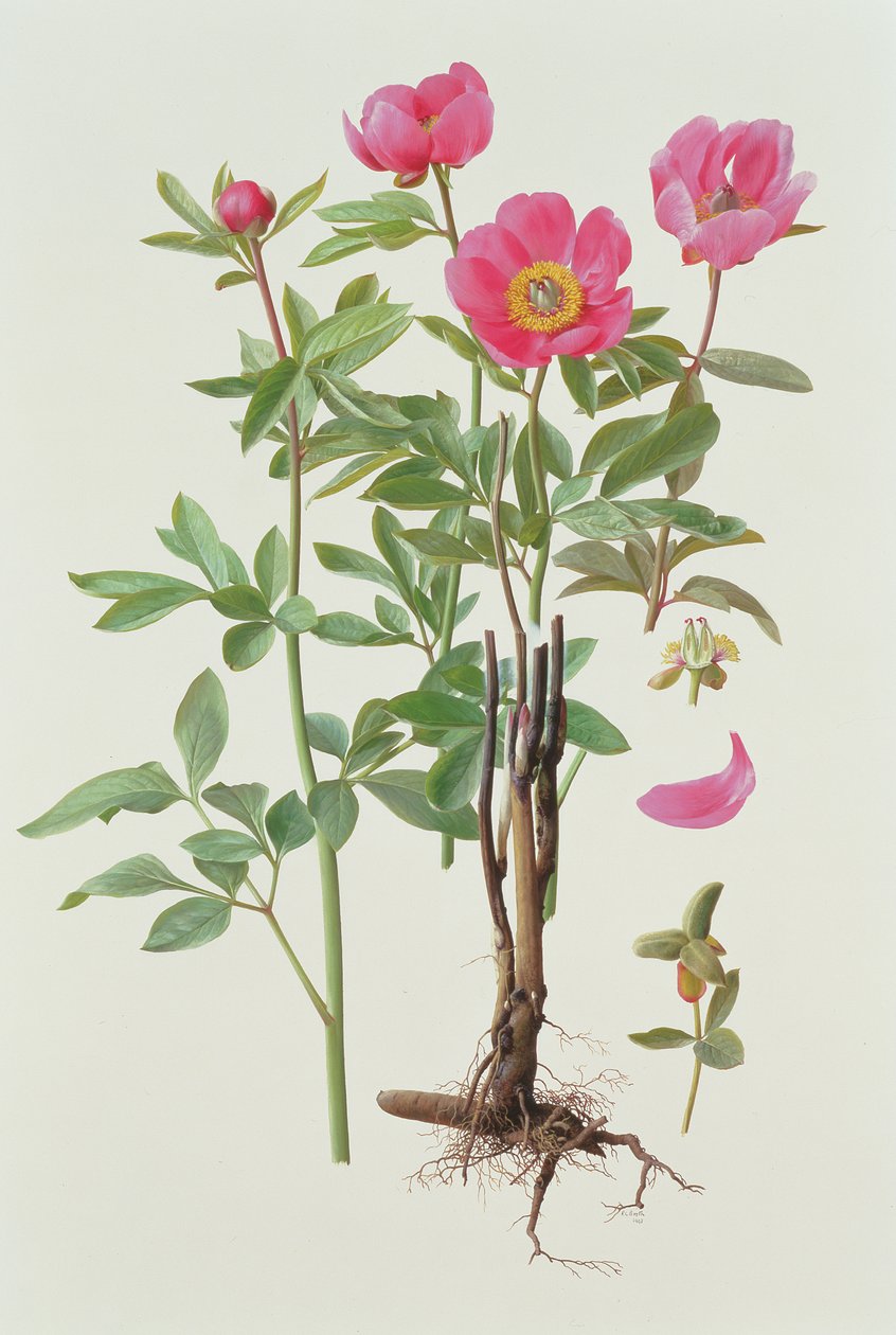 Arietina Paeonie od Raymond Booth