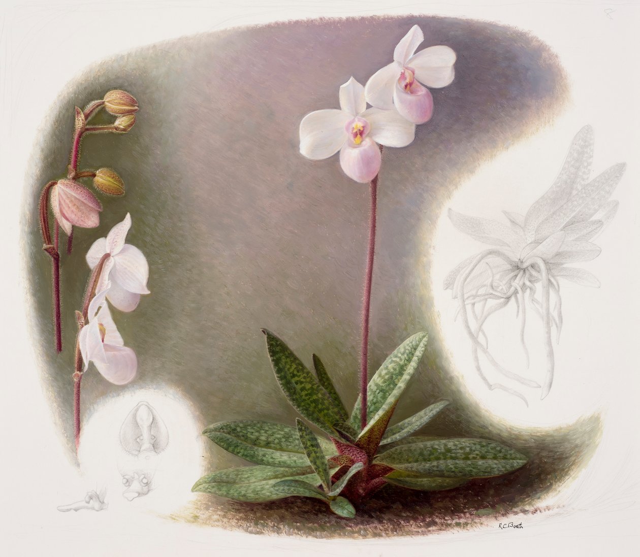 Paphiopedilium delenatii (olej na papíře) od Raymond Booth