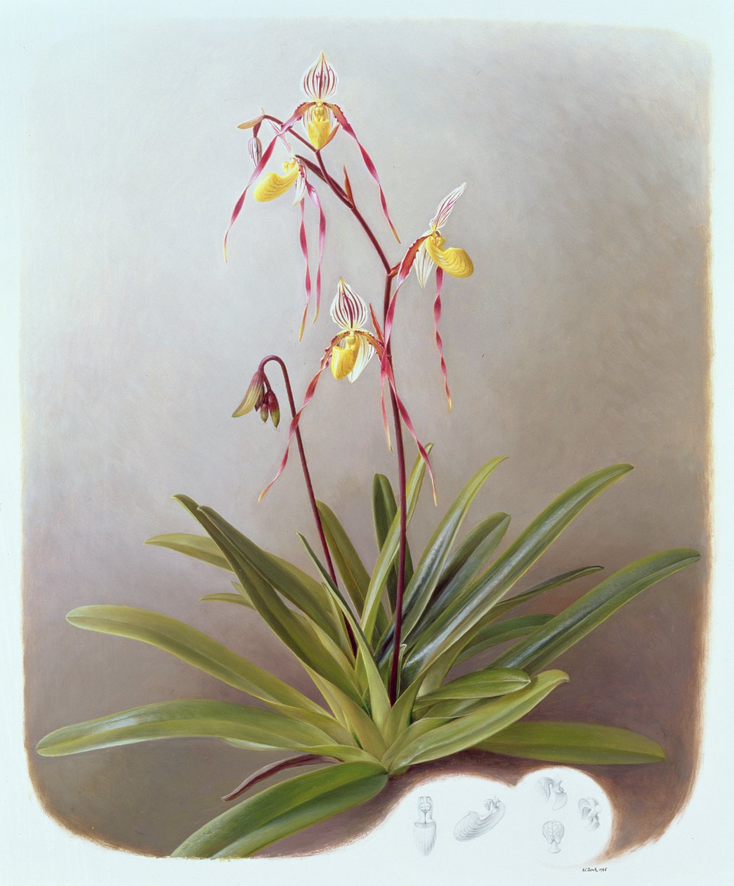 Paphiopedilum Philippinense od Raymond Booth
