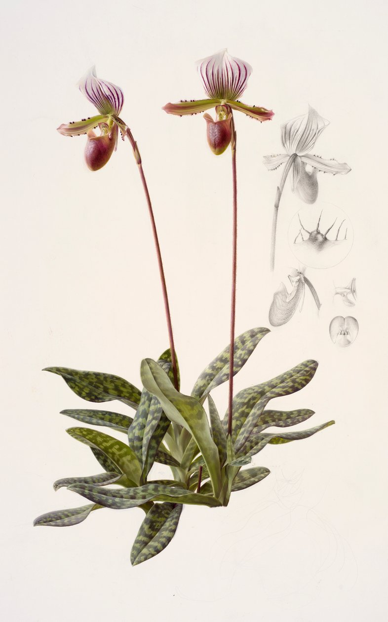 Paphiopedilum barbatum (olej na papíře) od Raymond Booth