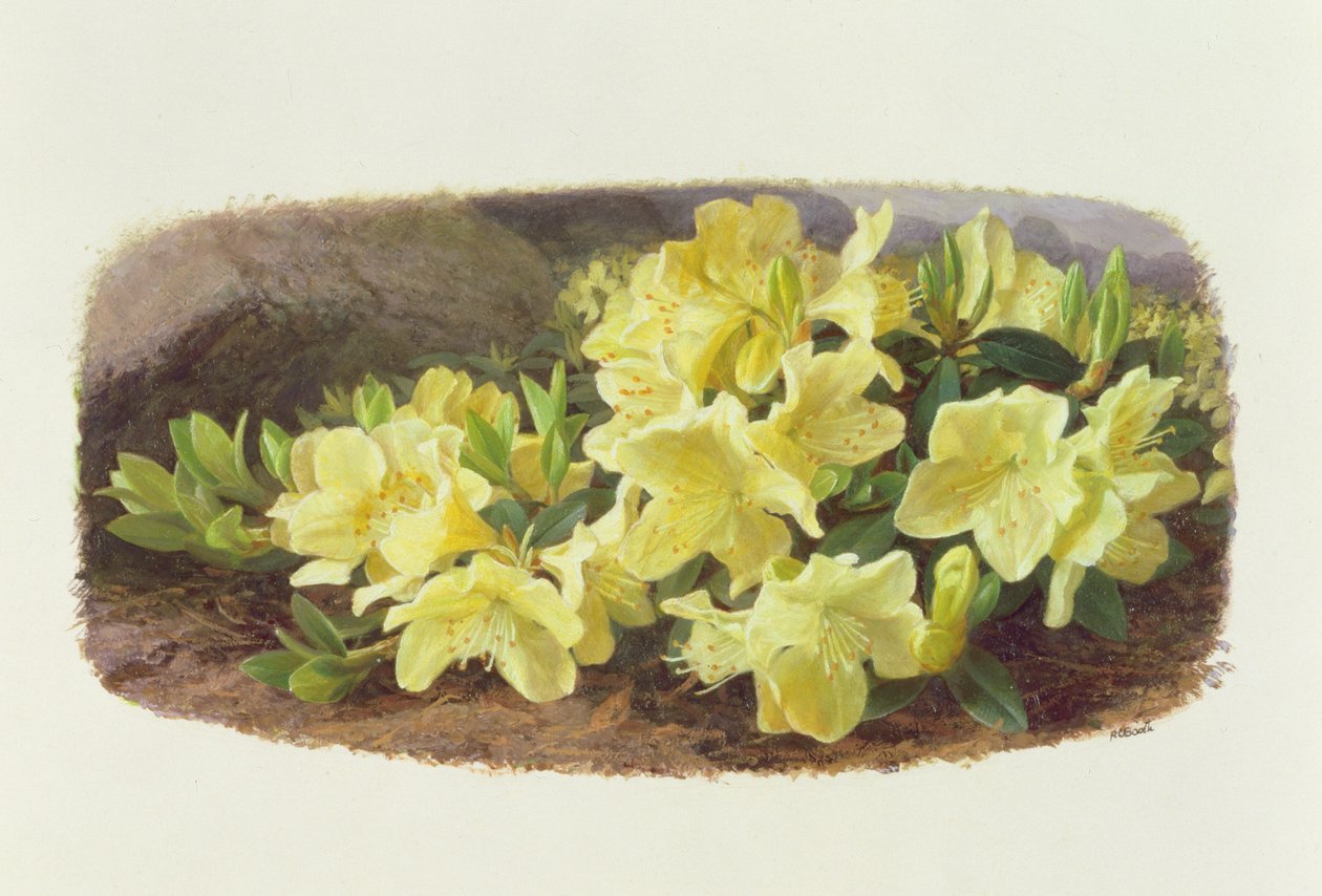 Rhododendron Keiski (olej na papíře) od Raymond Booth