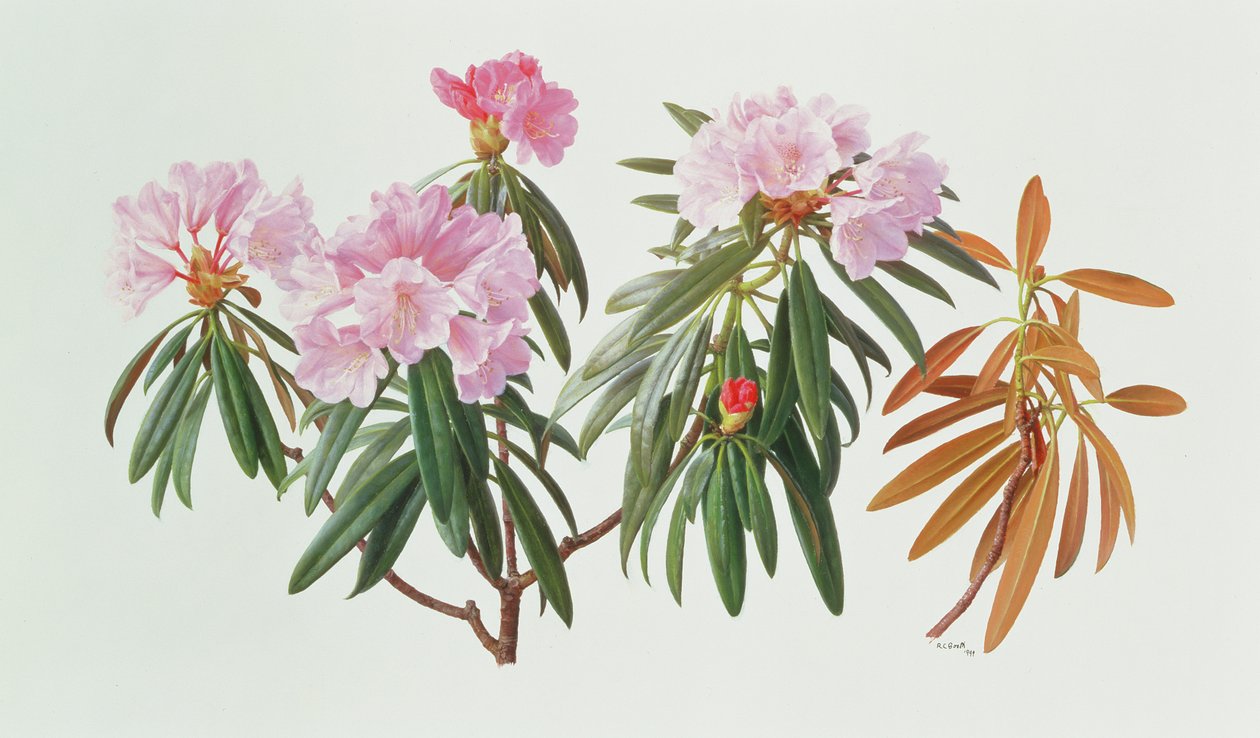 Rhododendron Metternichii Micranthum od Raymond Booth
