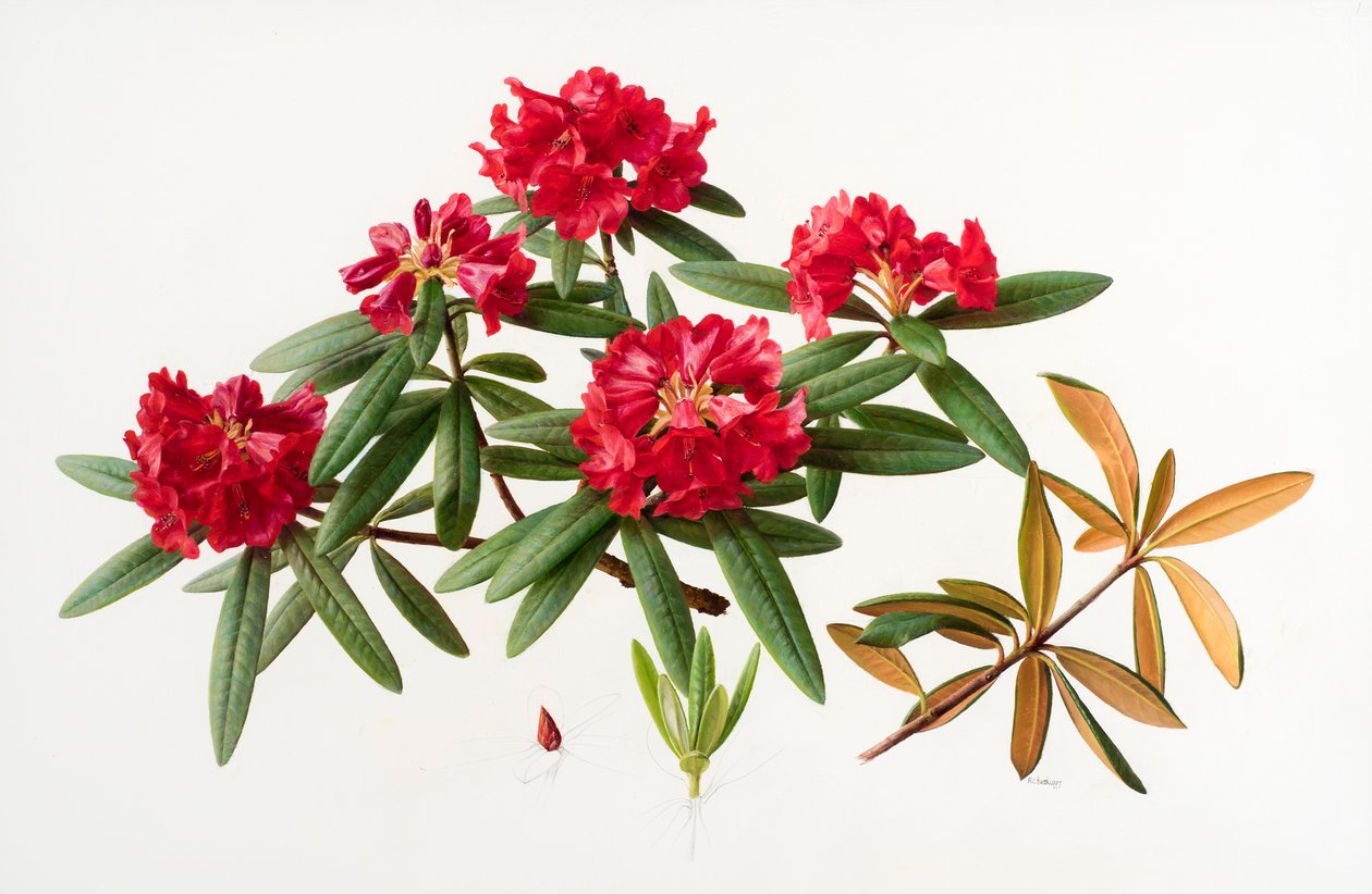 Rhododendron microgynum od Raymond Booth