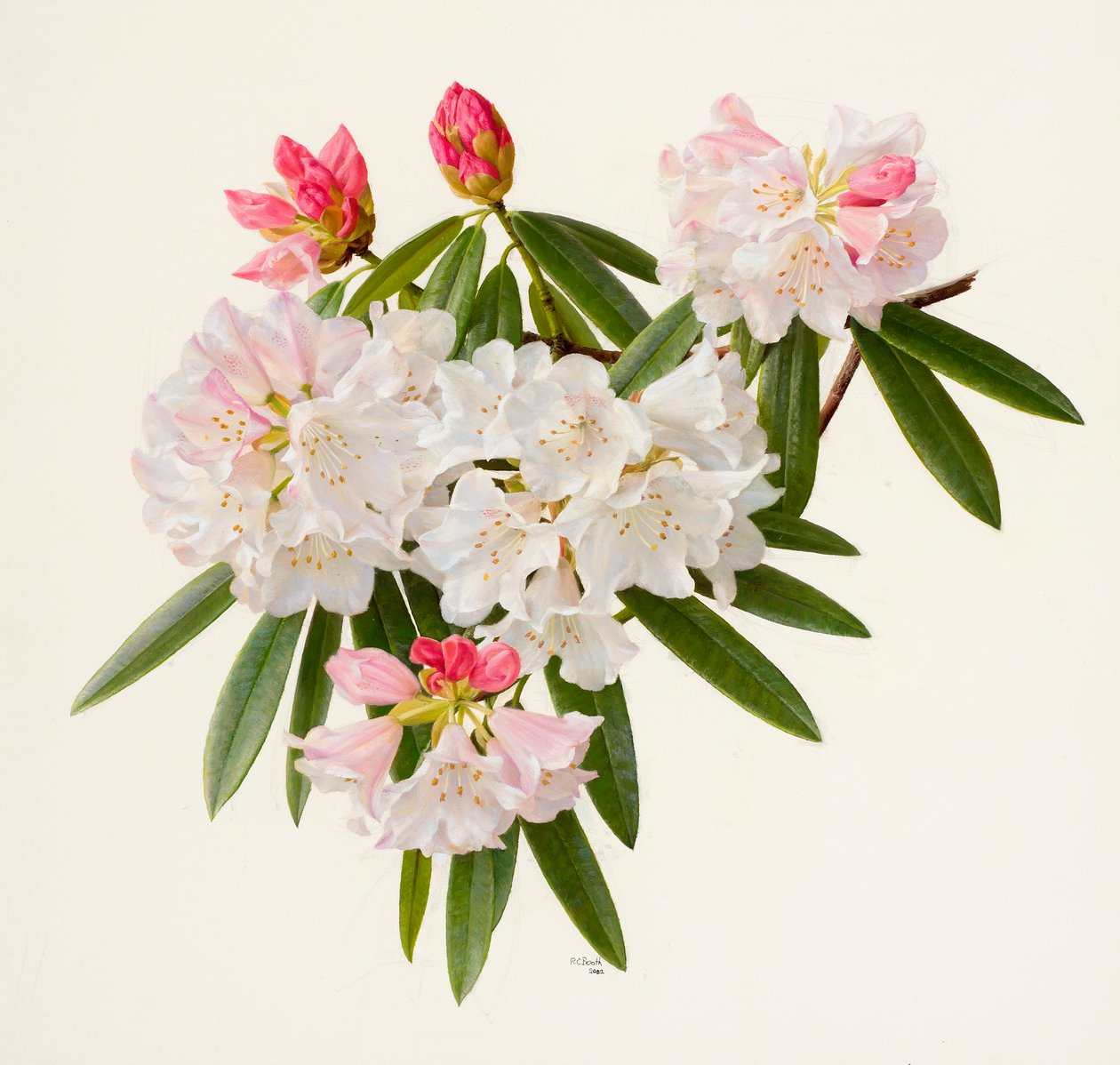 Rhododendron morii (olej na papíře) od Raymond Booth