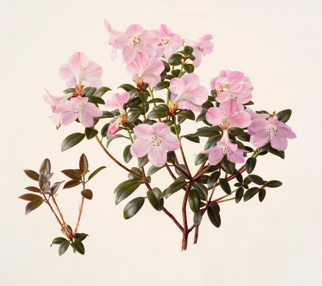 Rhododendron moupinense růžově kvetoucí (olej na papíře) od Raymond Booth