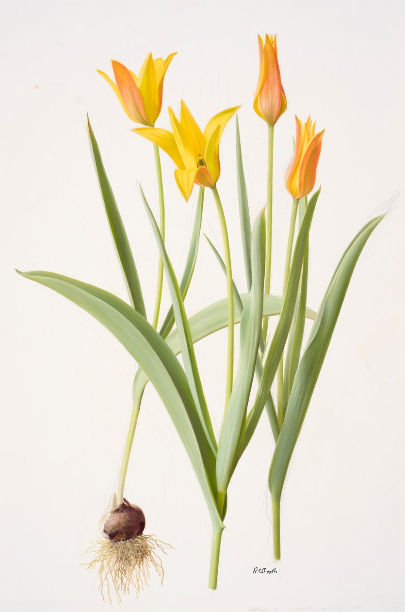 Tulipa ferganica (olej na papíře) od Raymond Booth