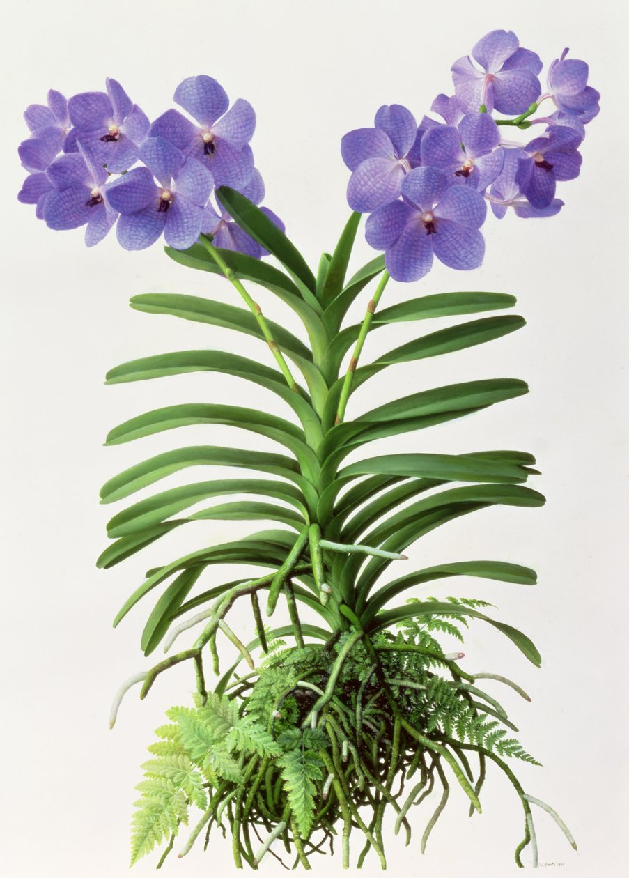 Vanda Rothschildiana od Raymond Booth