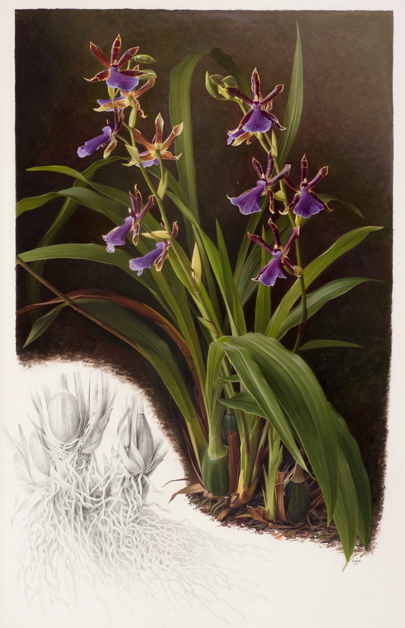 Zygopetalum hybrid od Raymond Booth