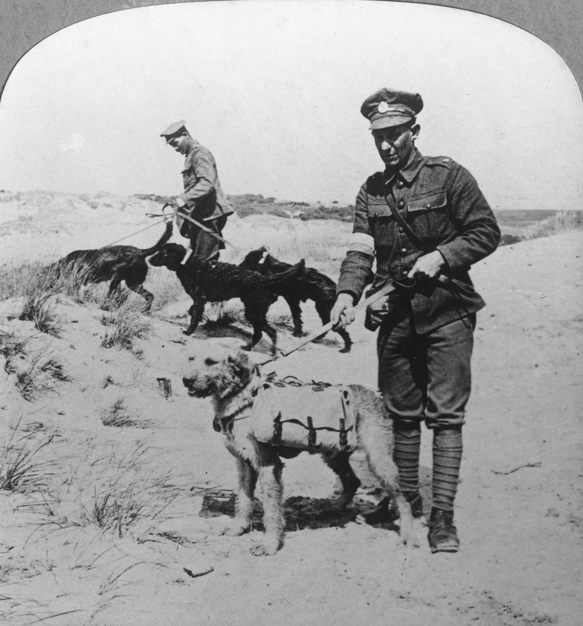 Psi první pomoci, první světová válka, c1914-c1918 od Realistic Travels Publishers