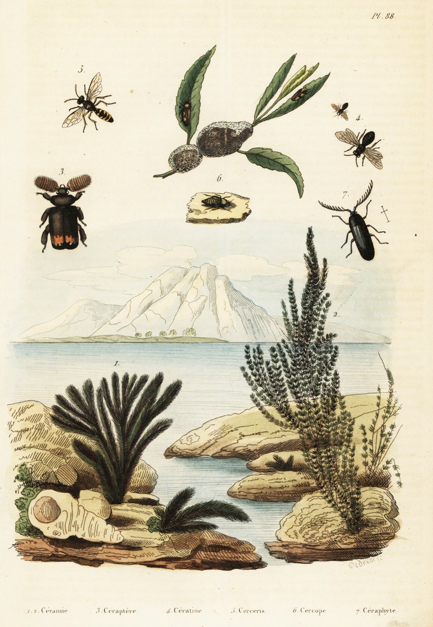 Řasy, včely, vosa a žabka., 1834-1839 (rytina) od Regina Catherine Carey