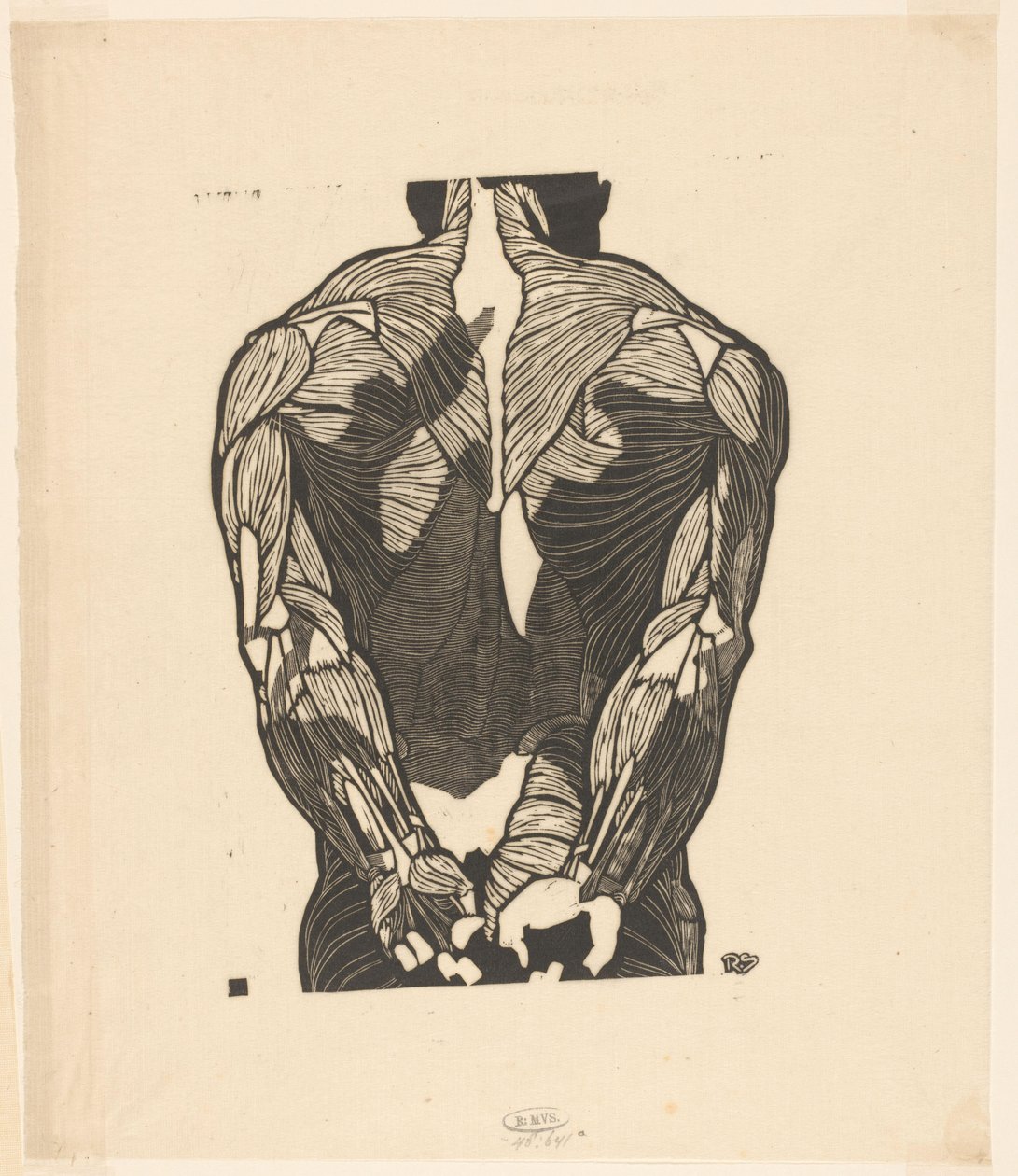 Anatomická studie mužských zádových svalů od Reijer Stolk