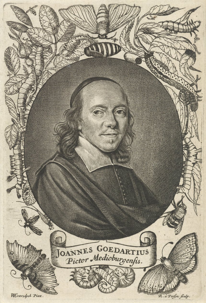 Johannes Goedaert (1617-1668) z Middelburgu od Reinier van Persijn