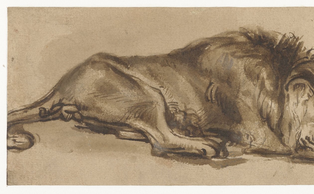 Studie spícího lva od Rembrandt van Rijn (copy after)