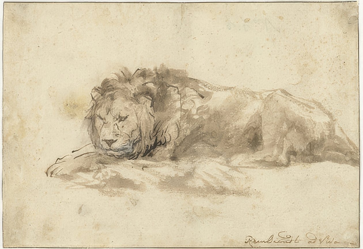 Ležící lev (Liggende leeuw). 1650-59 od Rembrandt van Rijn