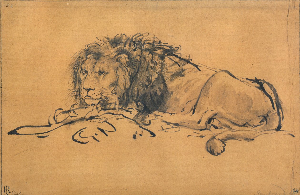 Lev odpočívá, otočený doleva, c1650 od Rembrandt van Rijn