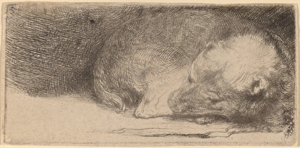 Spící štěně od Rembrandt van Rijn