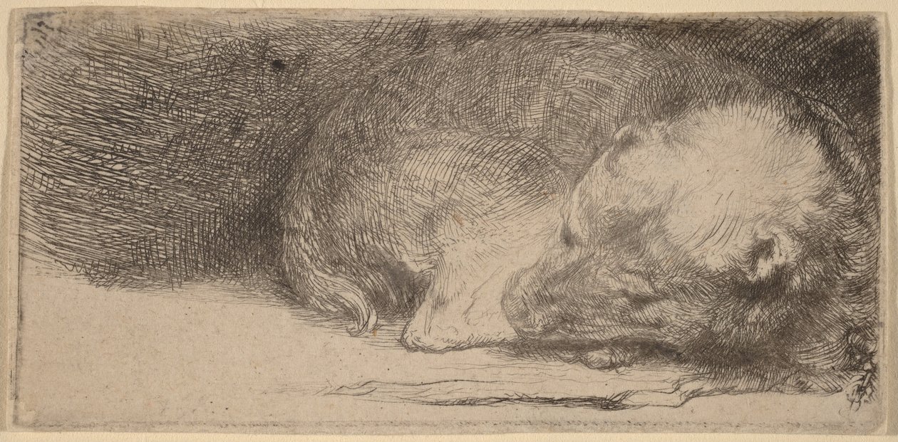 Spící štěňátko od Rembrandt van Rijn
