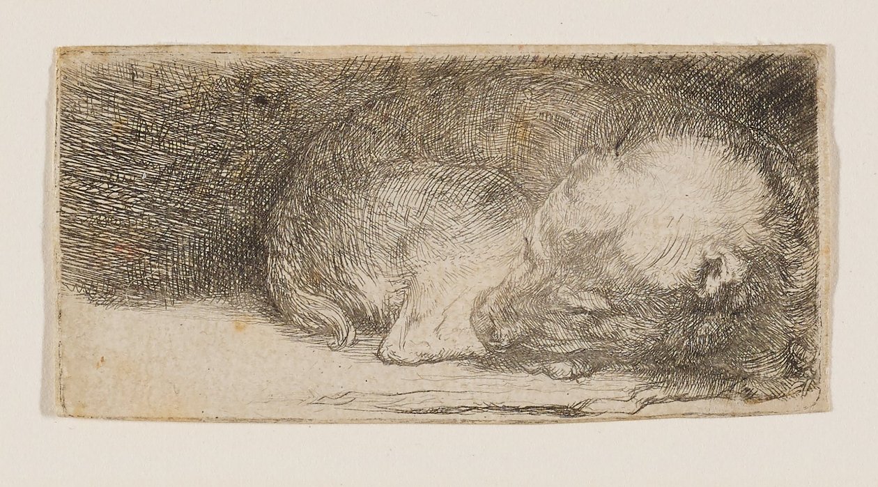 Spící štěně od Rembrandt van Rijn