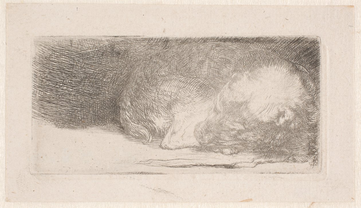 Spící štěně od Rembrandt van Rijn