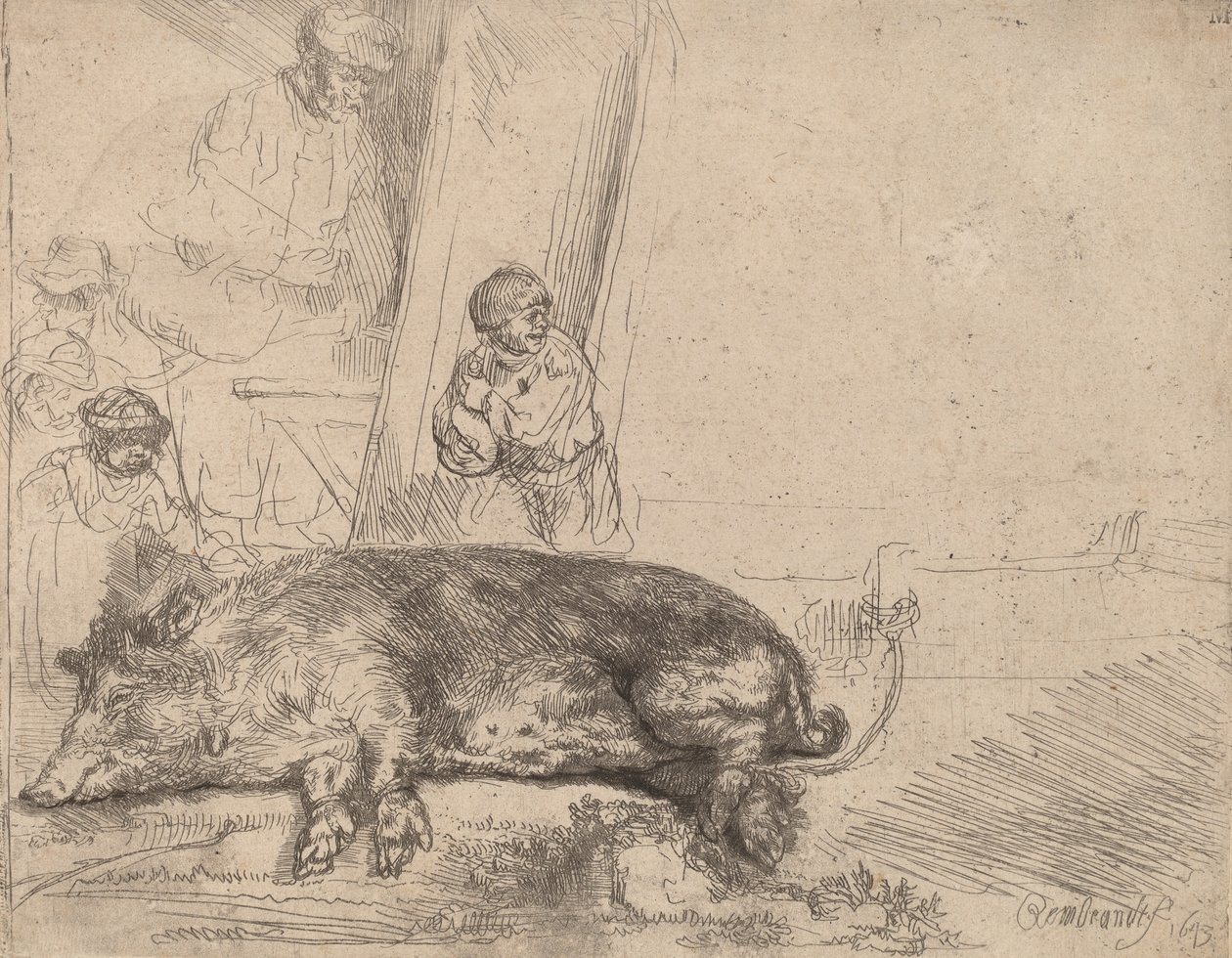 Prase, 1643. od Rembrandt van Rijn