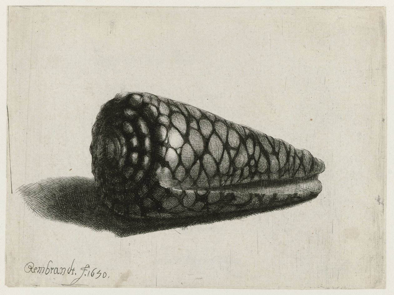 Shell (Conus marmoreus) Skořápka od Rembrandt van Rijn
