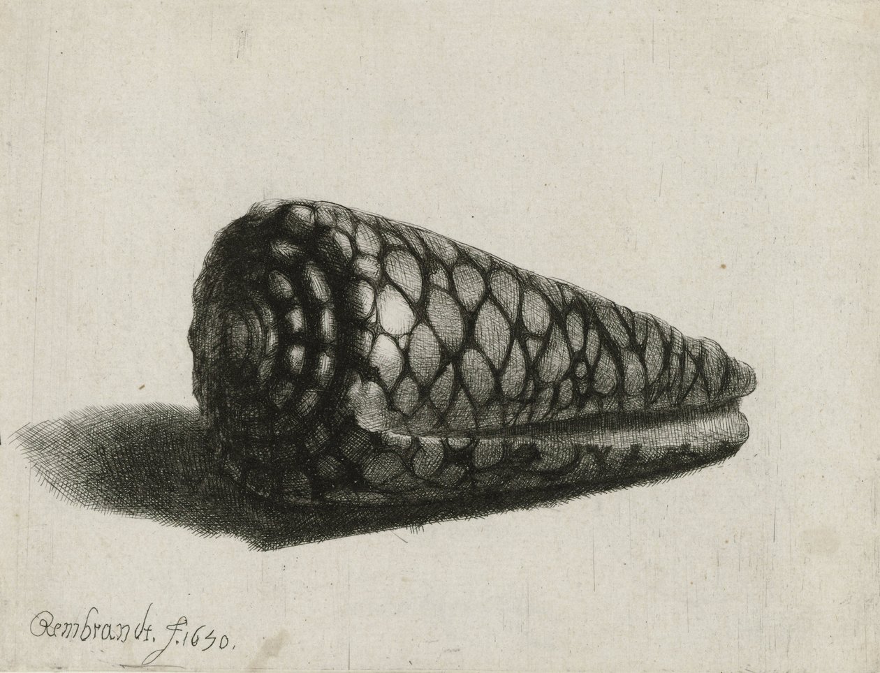 Mušle (Conus marmoreus), 1650 od Rembrandt van Rijn