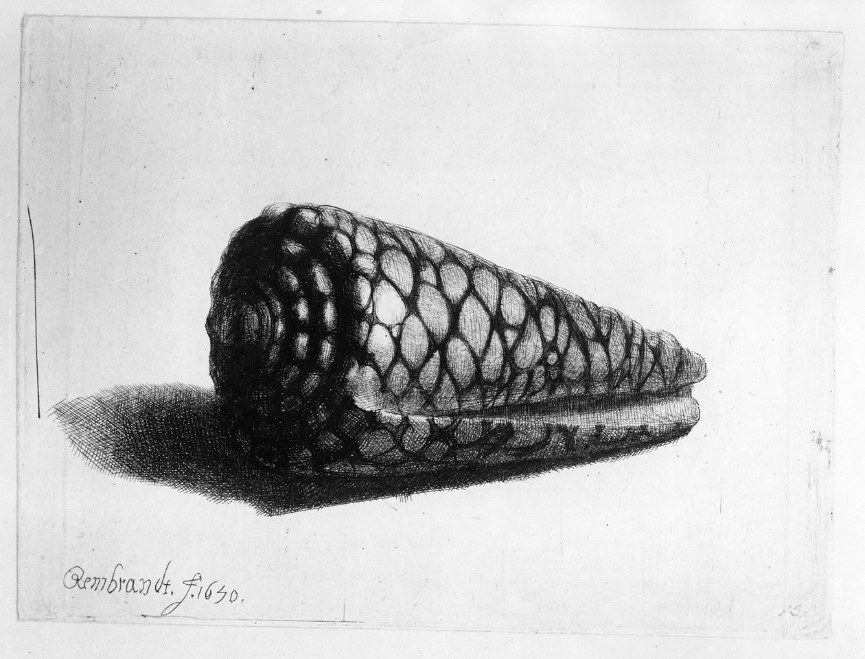 Mušle (Conus marmoreus) 1650 od Rembrandt van Rijn