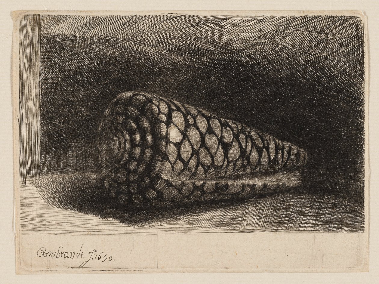 Skořápka od Rembrandt van Rijn