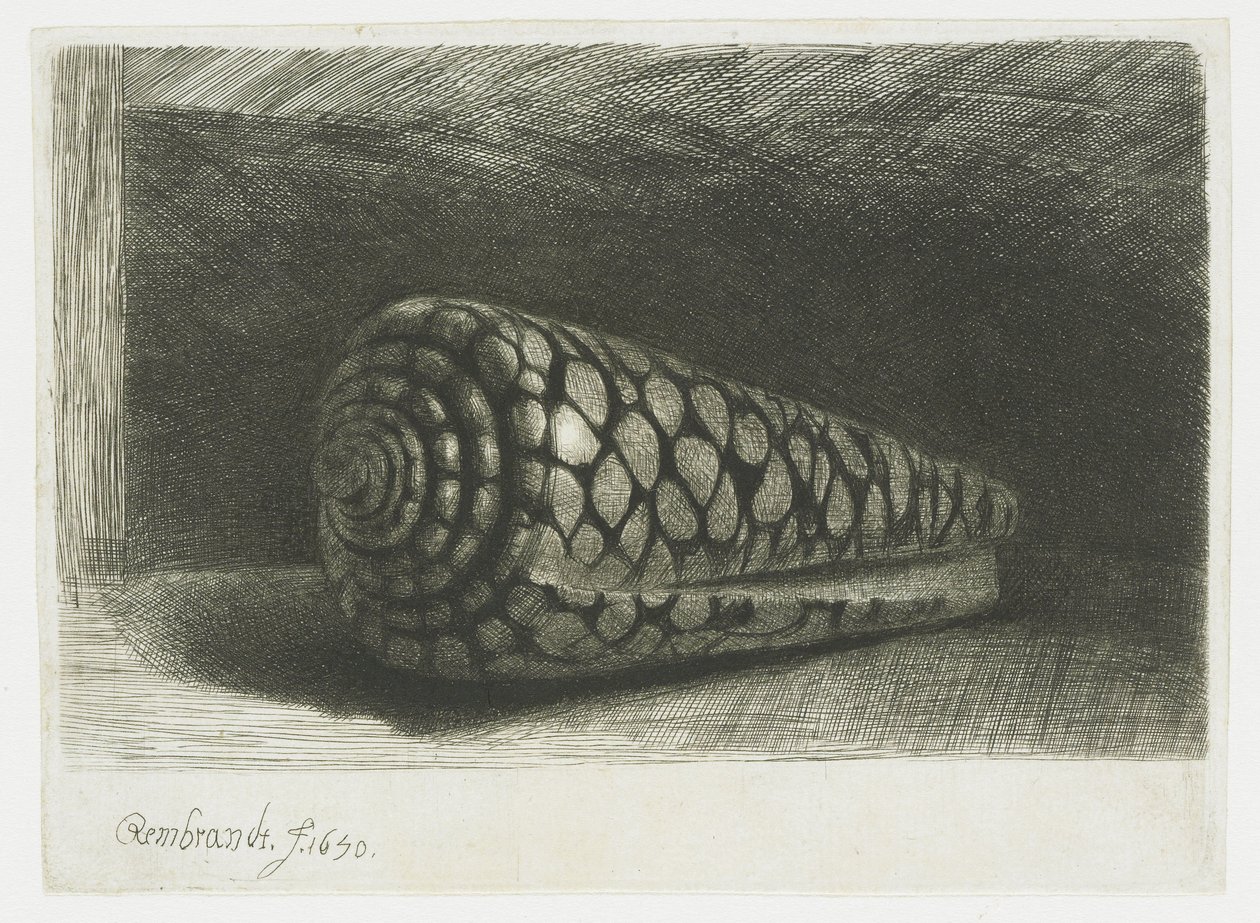 Skořápka od Rembrandt van Rijn