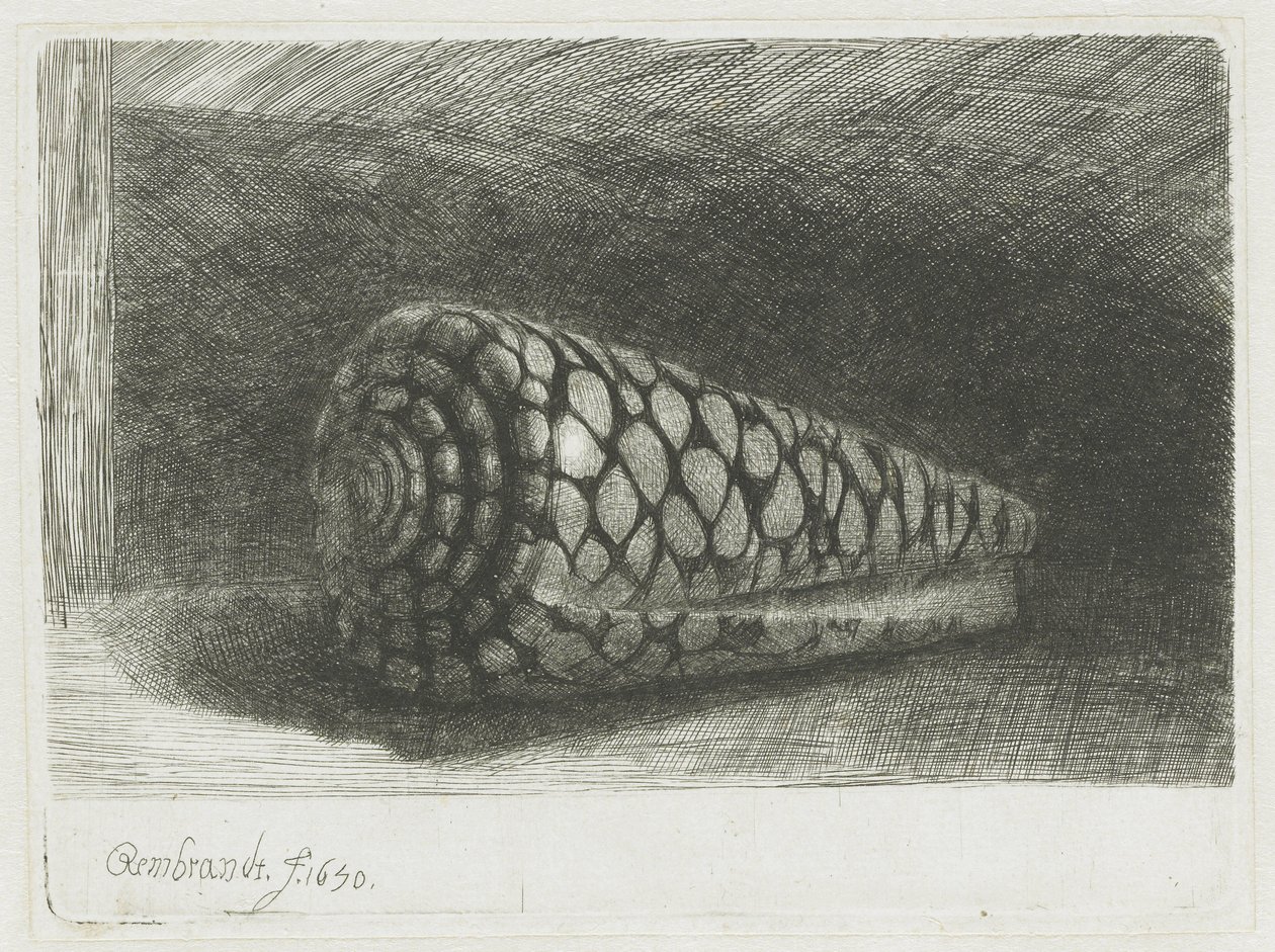 Skořápka od Rembrandt van Rijn