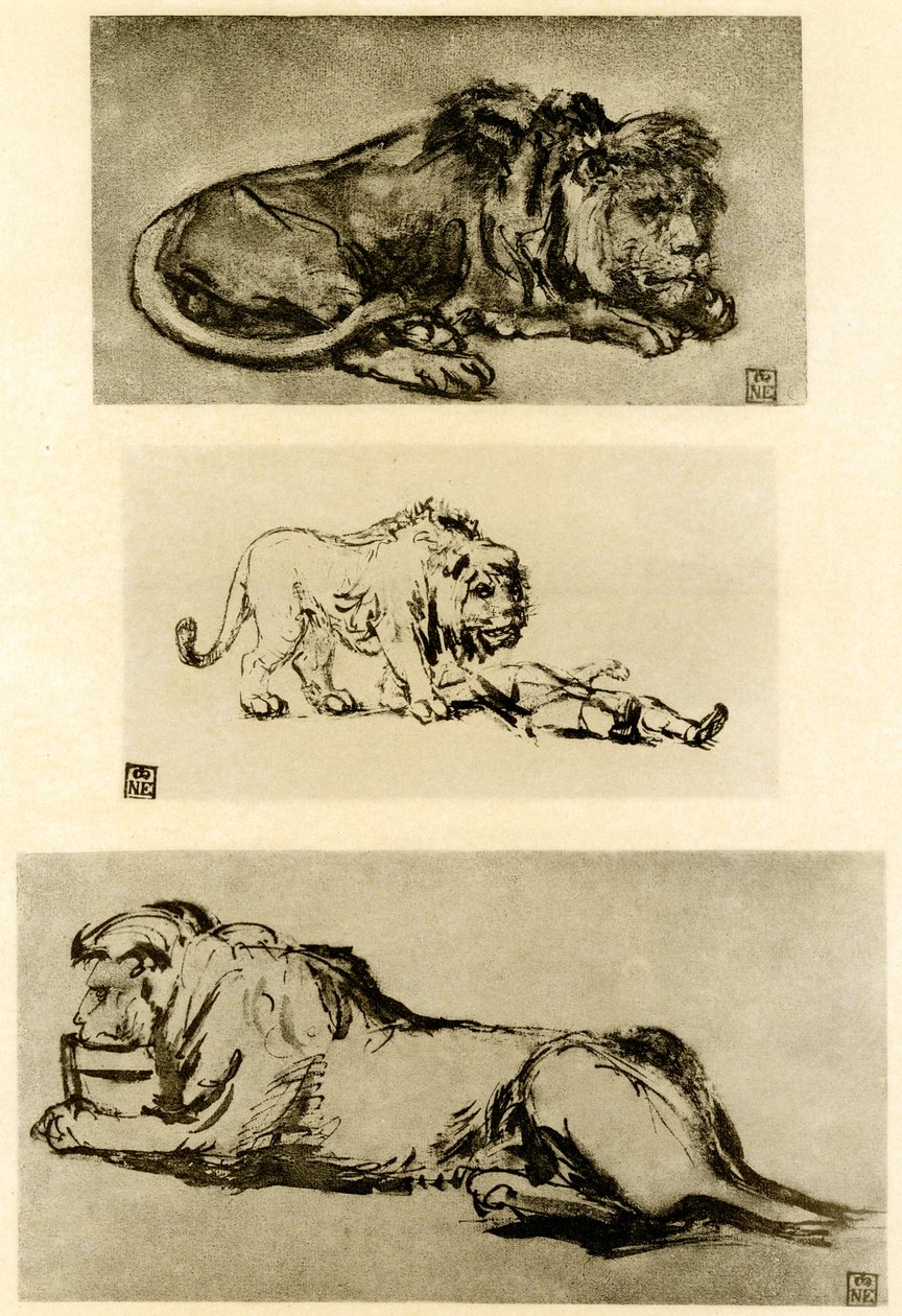 Tři studie lvů od Rembrandt van Rijn