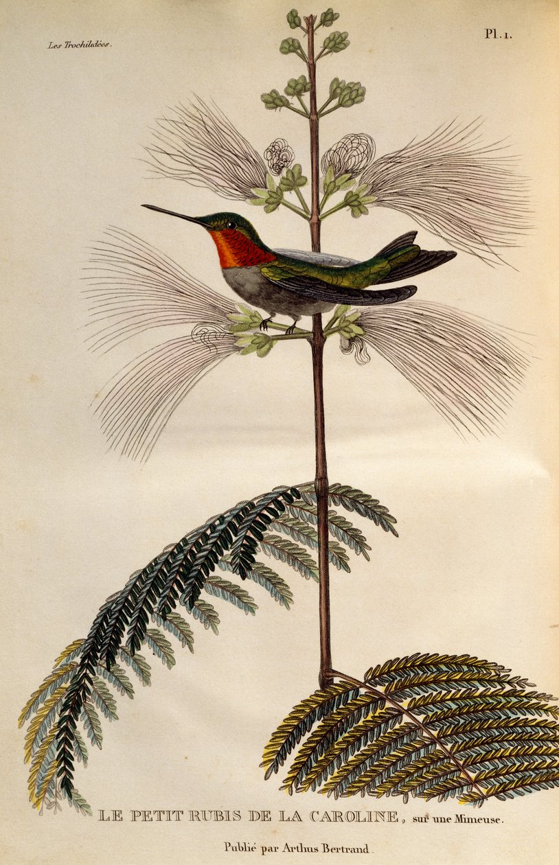 Kolibřík rubínový (Archilochus colubris), rytina z Les trochilidees ou les colibris et les oiseaux-mouches od René Primevère Lesson