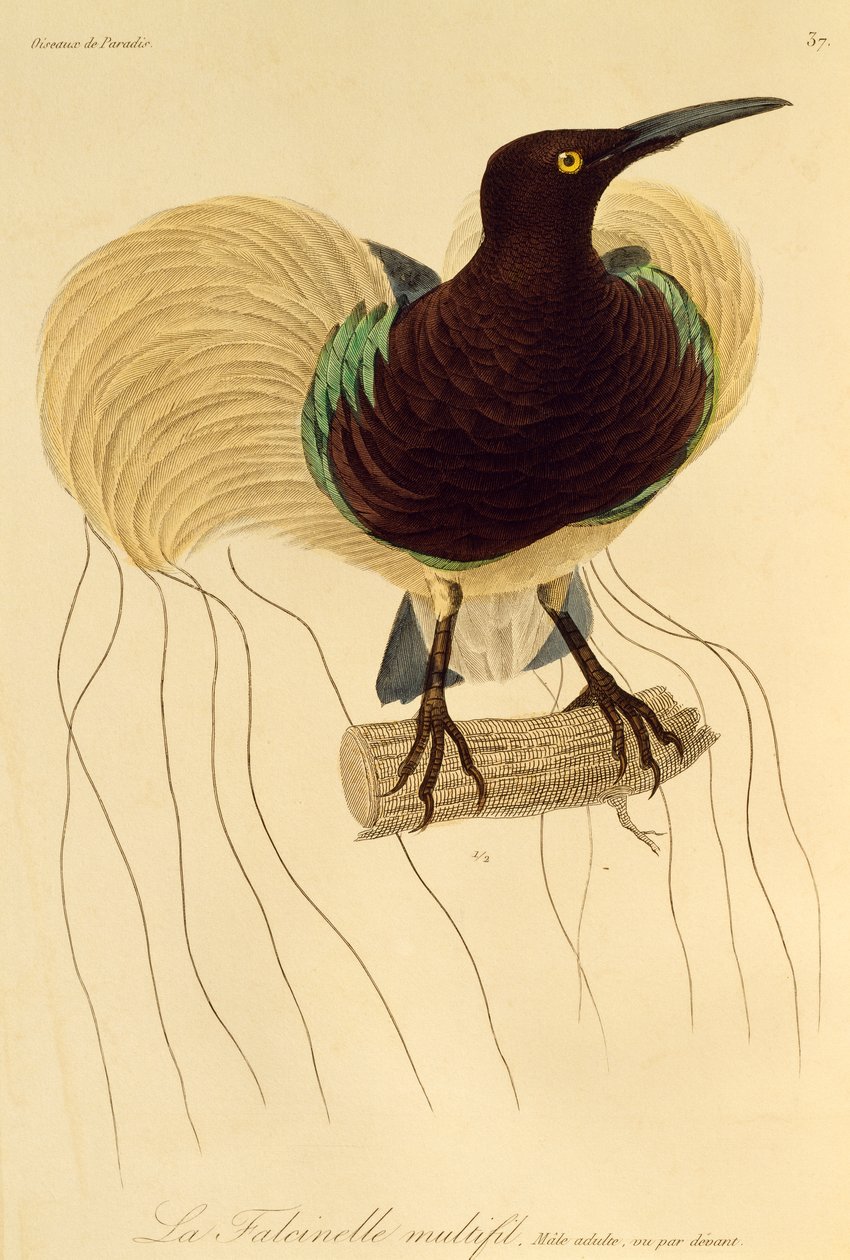 Dospělý samec rajky s dvanácti dráty (Seleucidis melanoleuca), rytina z Natural History of Birds of Paradise a Epimagues od René Primevère Lesson