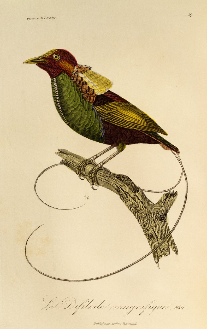 Ráj velkolepý (Cicinnurus magnificus), rytina z Natural History of Birds of Paradise a Epimagues od René Primevère Lesson