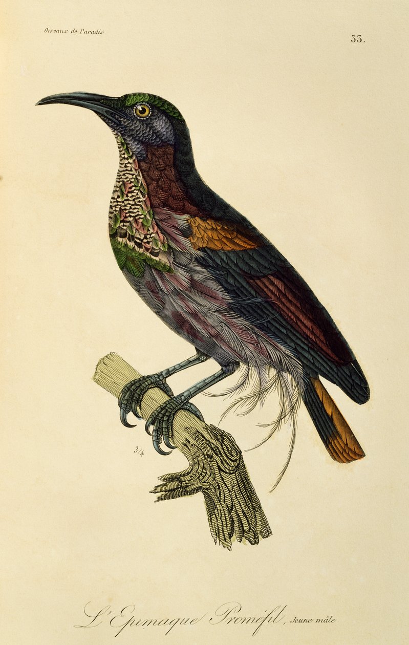 Mladý samec Paradise Riflebird (Ptiloris paradiseus), rytina z Natural History of Birds of Paradise a Epimagues od René Primevère Lesson