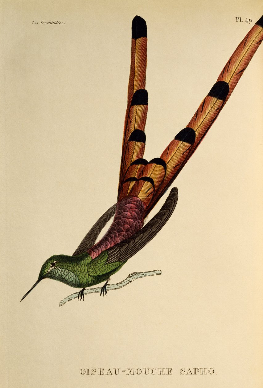 Kometa rudoocasá (Sappho sparganurus), rytina z trochilid nebo kolibříků a kolibříků od René Primevère Lesson