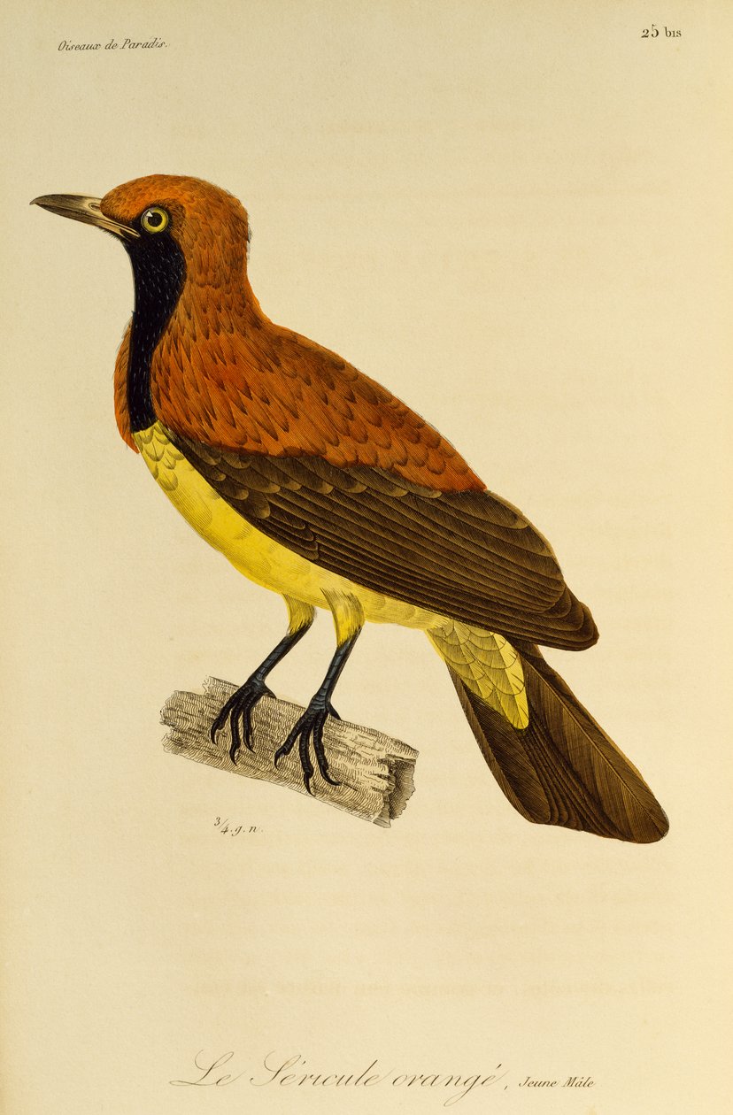 Mladý samec Masked Bowerbird (Sericulus aureus), rytina z Natural History of Birds of Paradise a Epimagues od René Primevère Lesson