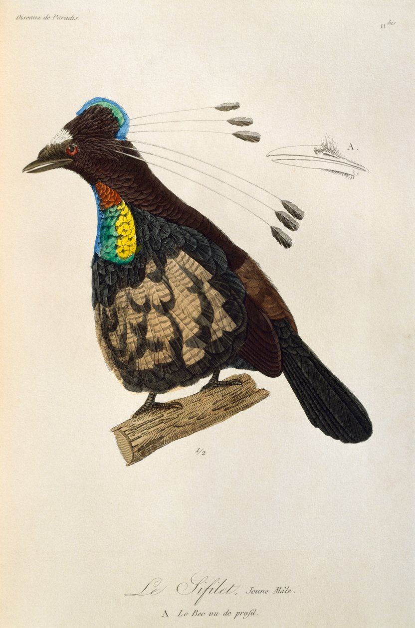 Mladý samec západní Parotia (Parotia sefilata), rytina z Natural History of Birds of Paradise a Epimagues od René Primevère Lesson