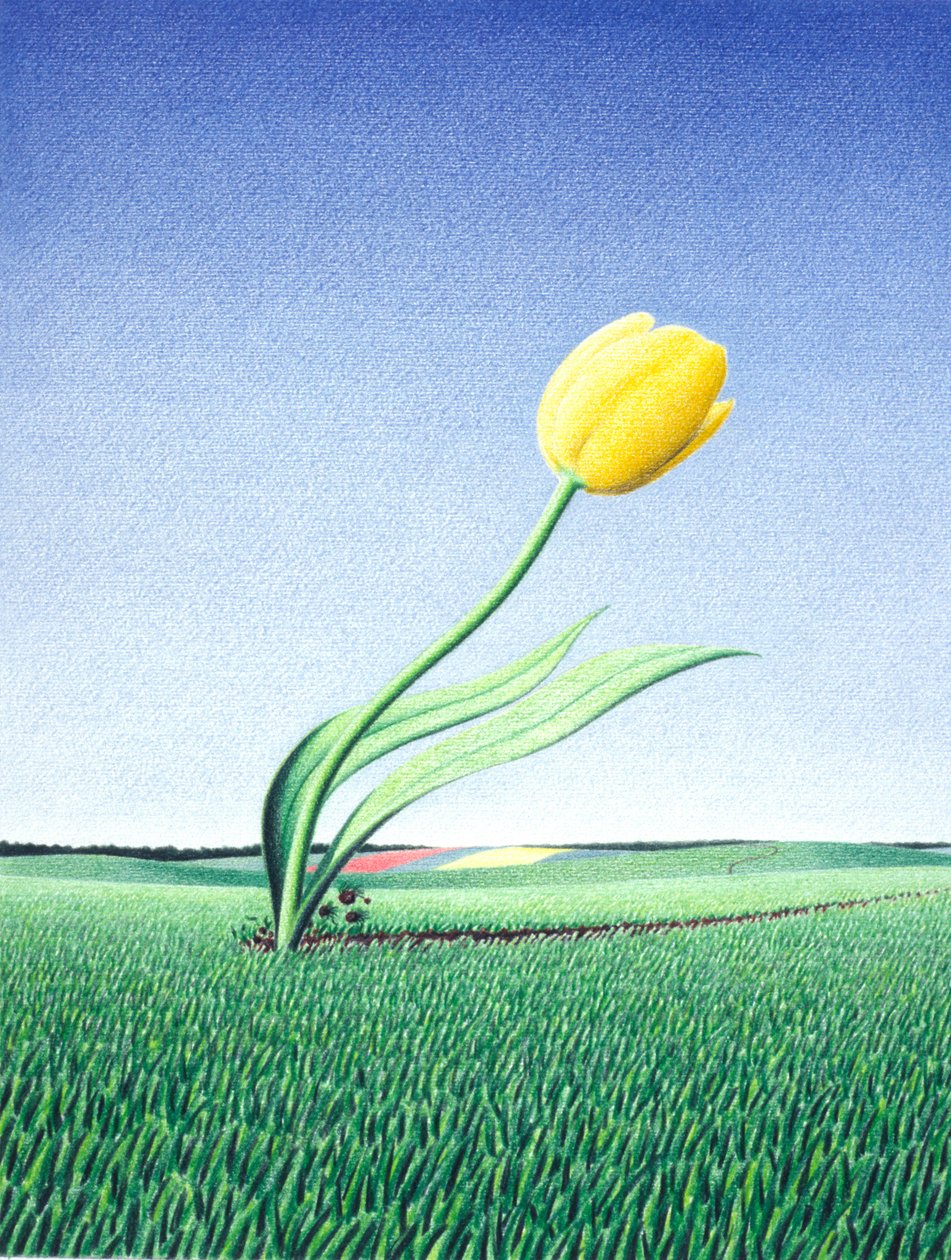 Rychlý tulipán od Rene Boin