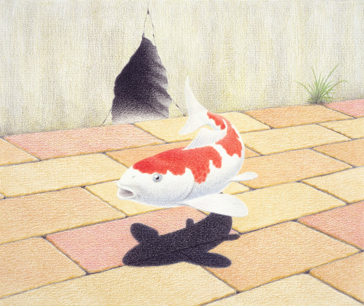 Koi od Rene Boin